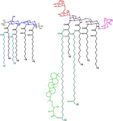 Bradyrhizobium Lipid A: Immunological Properties and Molecular Basis of Its Binding to the Myeloid Differentiation Protein-2/Toll-Like Receptor 4 Complex